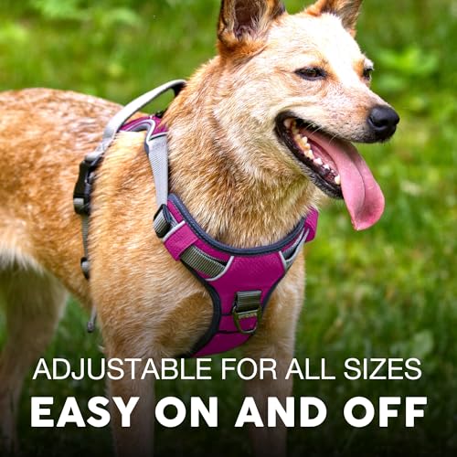 Most Comfortable Dog Harness For Large Dogs