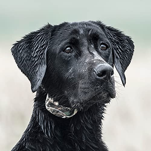 Best Hunting Dog Training Collars With Remote