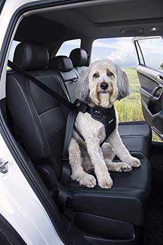 Best Dog Seat Harness For Motorcycle Dog