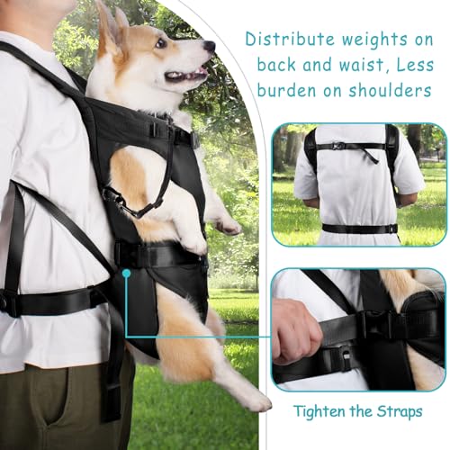 Best Front Dog Carrier For Motorcycle