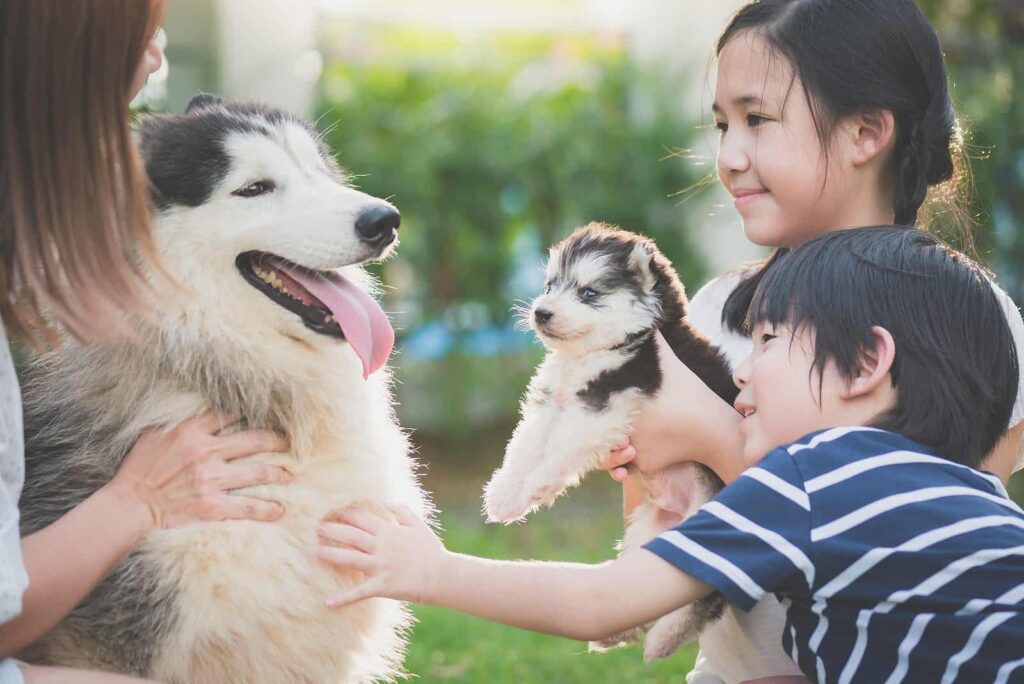How To Introduce A New Pet To Your Home?