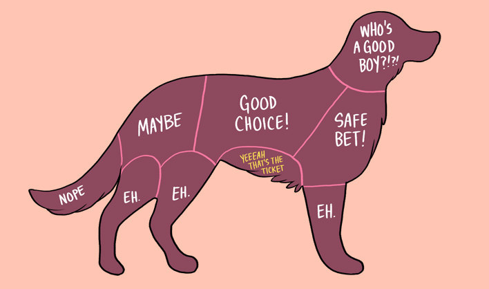 Where Do Dogs Like To Be Pet?