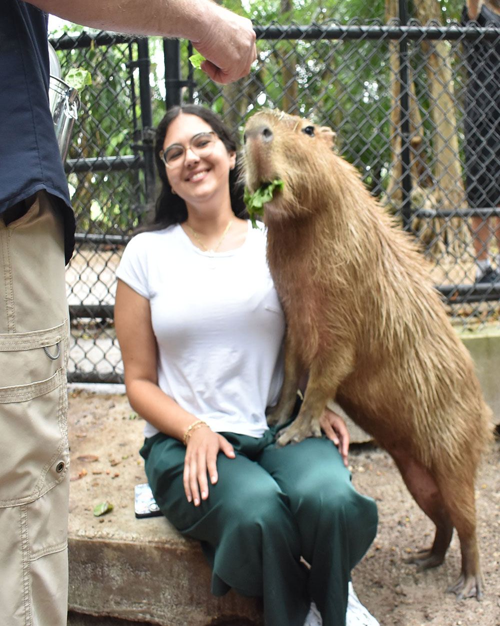 Can You Keep Capybaras As Pets In Florida?