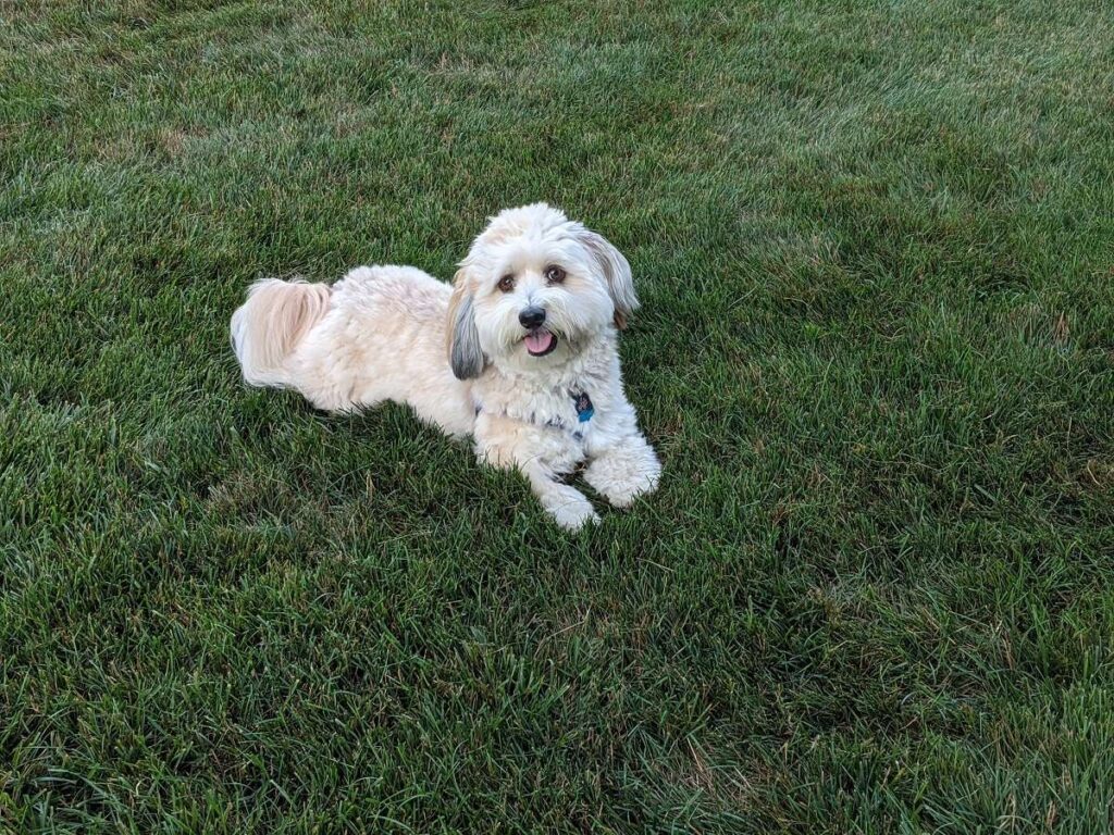 How Long After Lawn Treatment Is It Safe For Pets