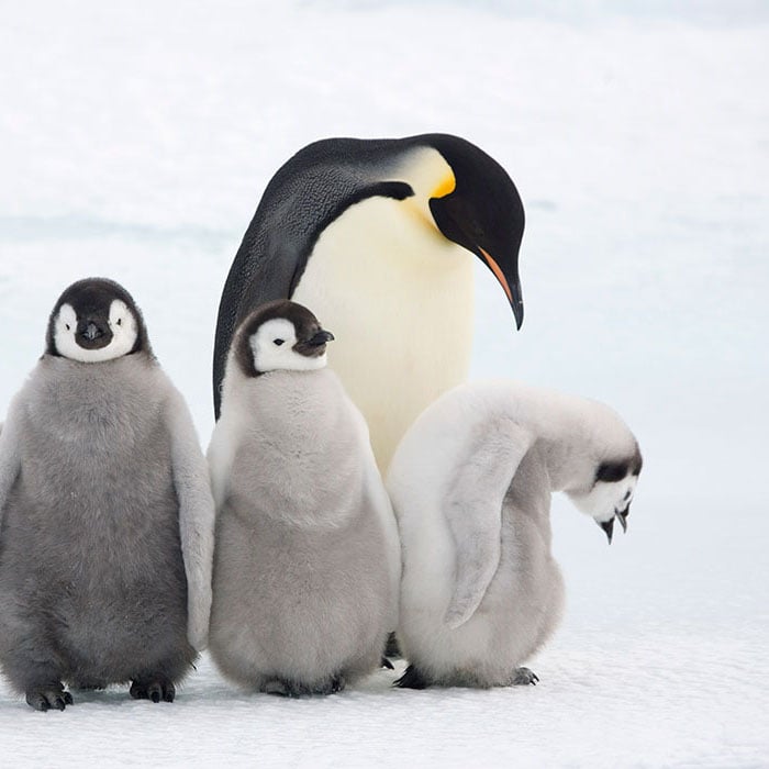 Can You Have A Pet Penguin?