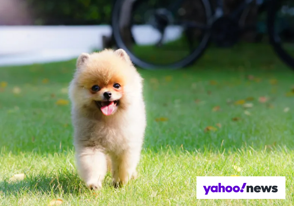 What Are The Best Pets For Elderly?