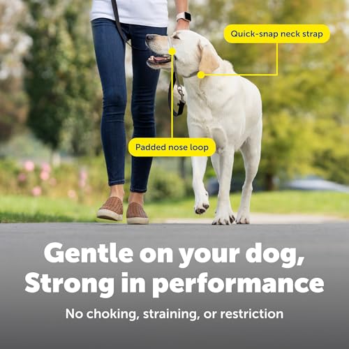 Top 5 Best Lead To Stop A Dog Pulling