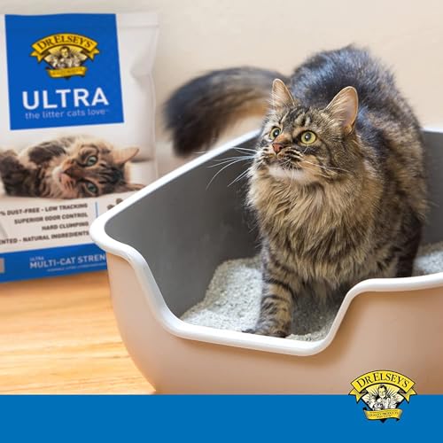 Best Unscented Clumping Cat Litter Reviews