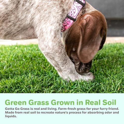 Bethel Gotta Go Grass Dog Potty Pad With Tray