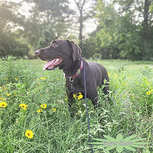 Best Slip Leash For Dog Training For Large Dogs