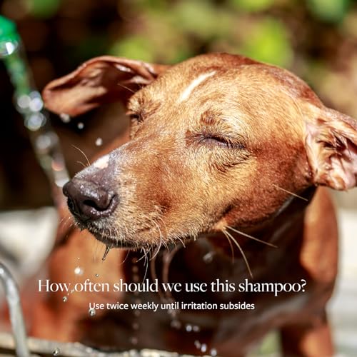 Top 5 Best Mange Shampoo For Dogs And Cats Reviews