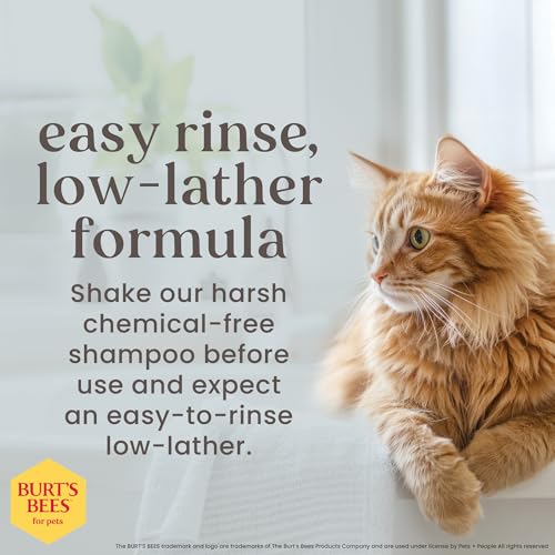 Cat Friendly Shampoo For Indoor Cats