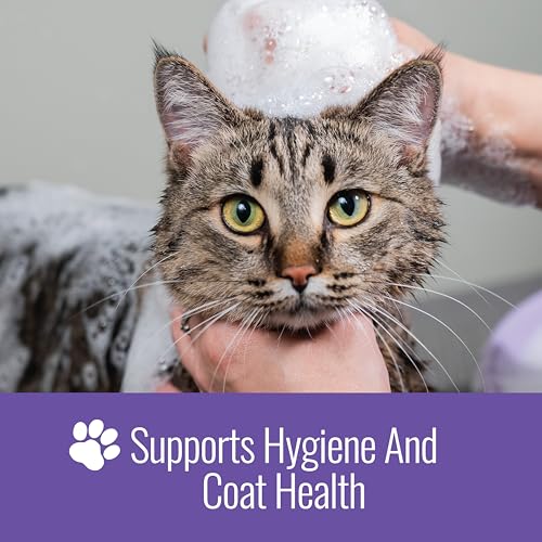 Best Antifungal Shampoo For Cats Ringworm