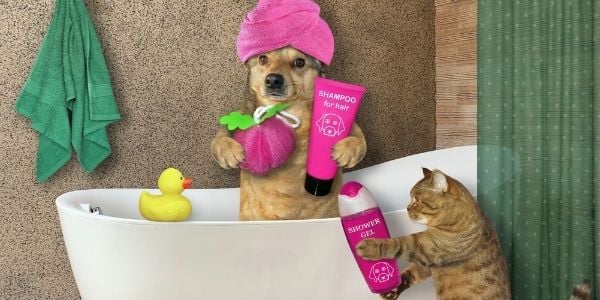 Is Dog Shampoo Good For Kittens