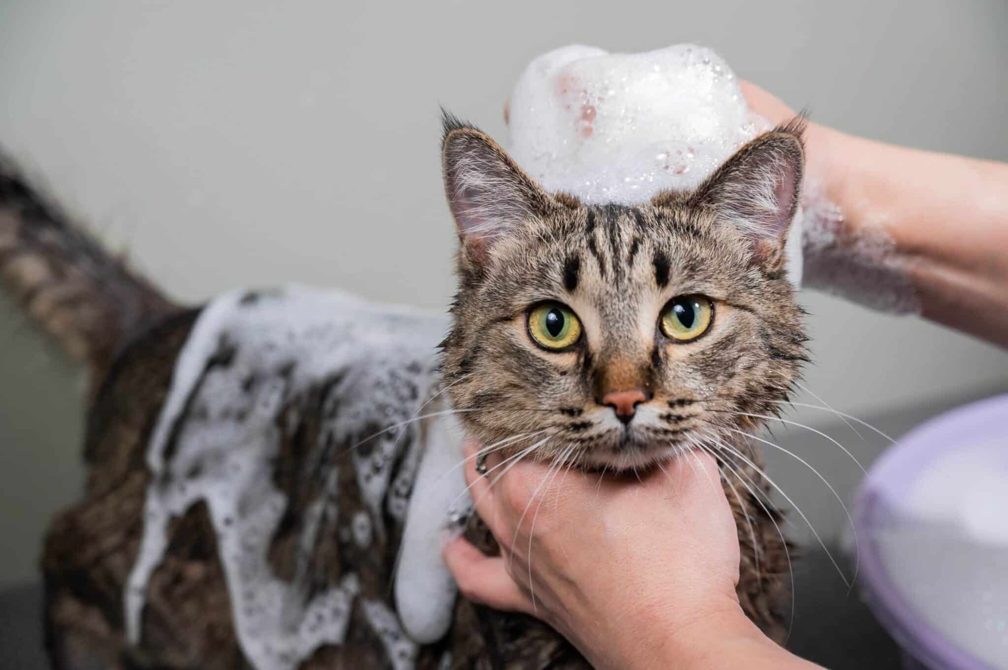 Can You Use Baby Shampoo On Cats?