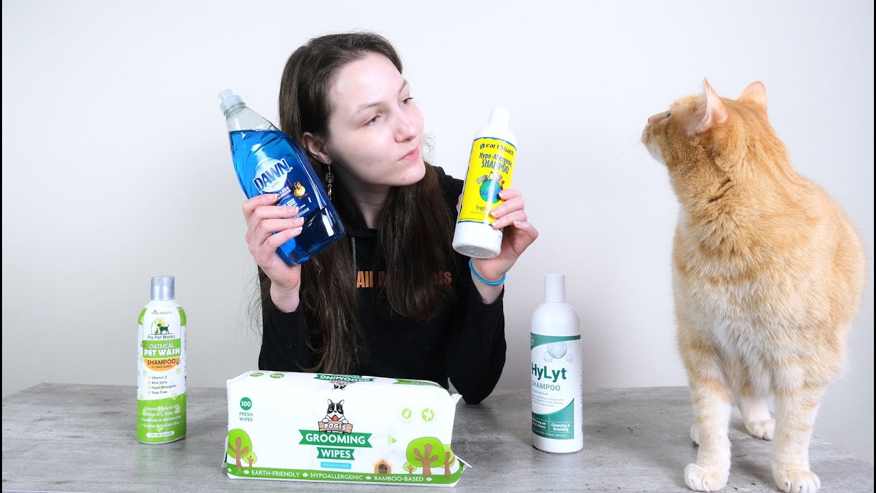 What Is The Best Shampoo For Cats?