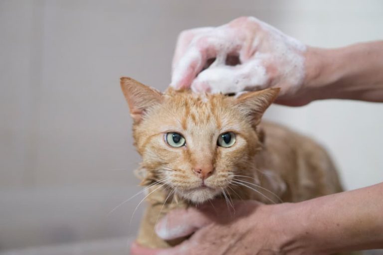 Can You Use Puppy Shampoo On Cats?