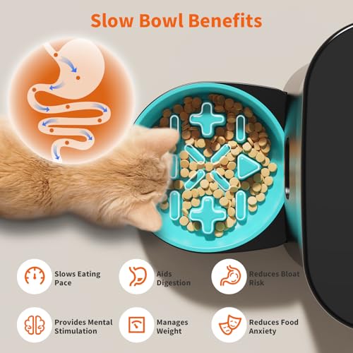 Honeyguaridan Automatic Cat Feeder For 2 Cats Review