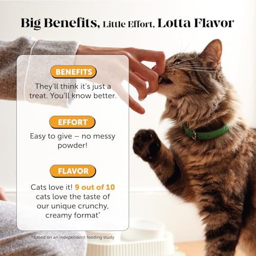 Best Pet Meds For Cats Without Prescription