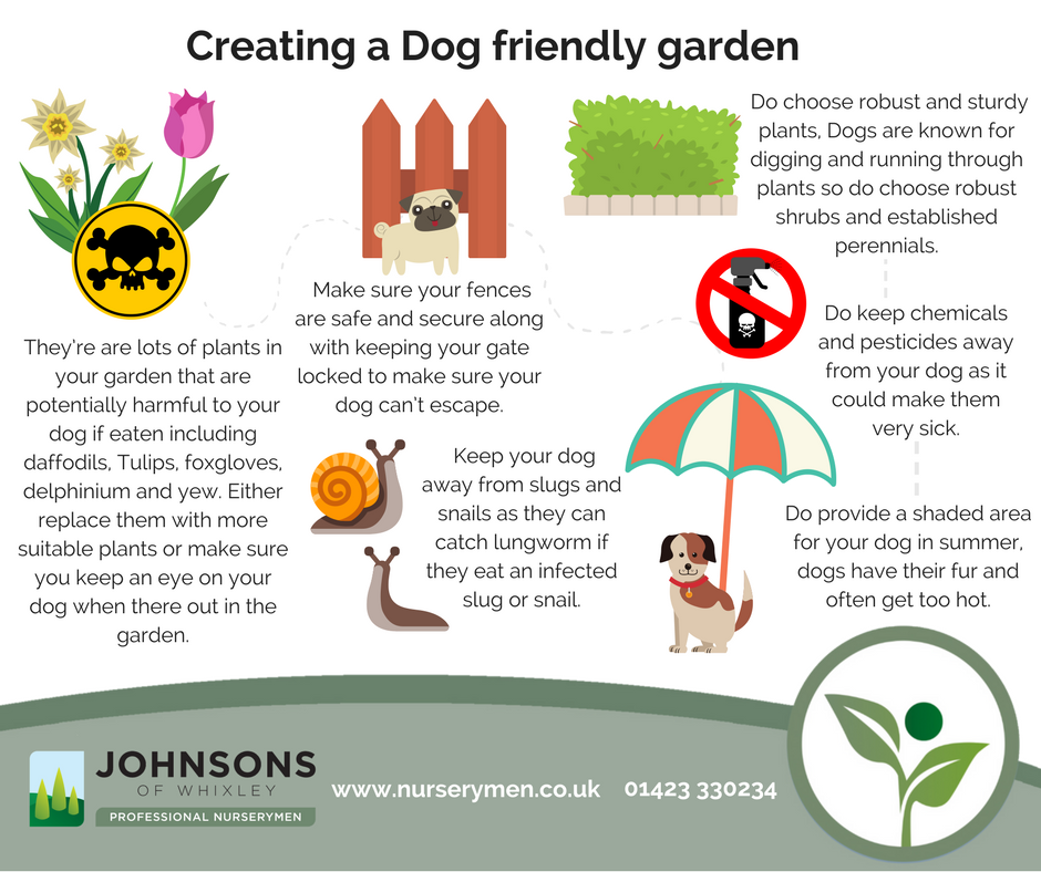 How To Make Your Garden Dog Friendly?