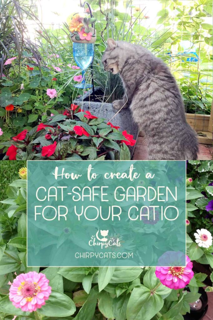 How To Create A Cat Friendly Garden
