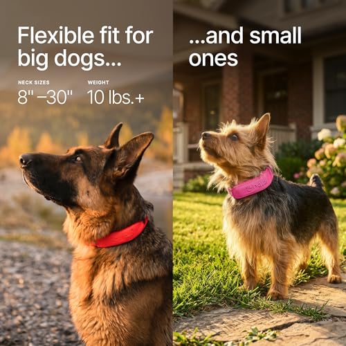 Top 5 Best Dog Collar Camera Hidden