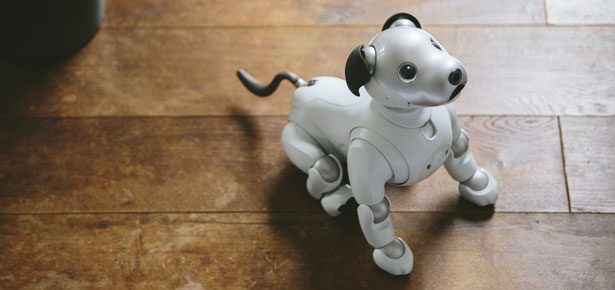 Is There A Robot That Can Watch My Dog At Home